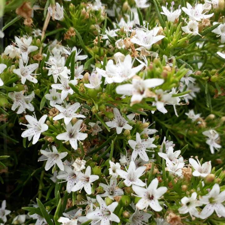 myoporum parvifolium white creeping boobialla
