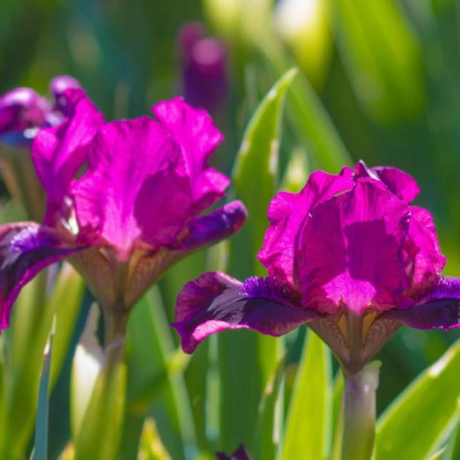 Iris Flowers