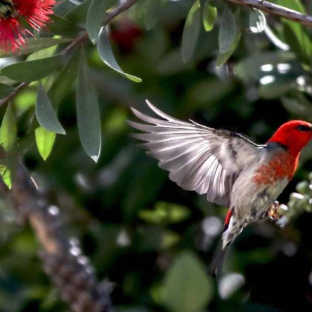 Attract Native Birds to Your Garden
