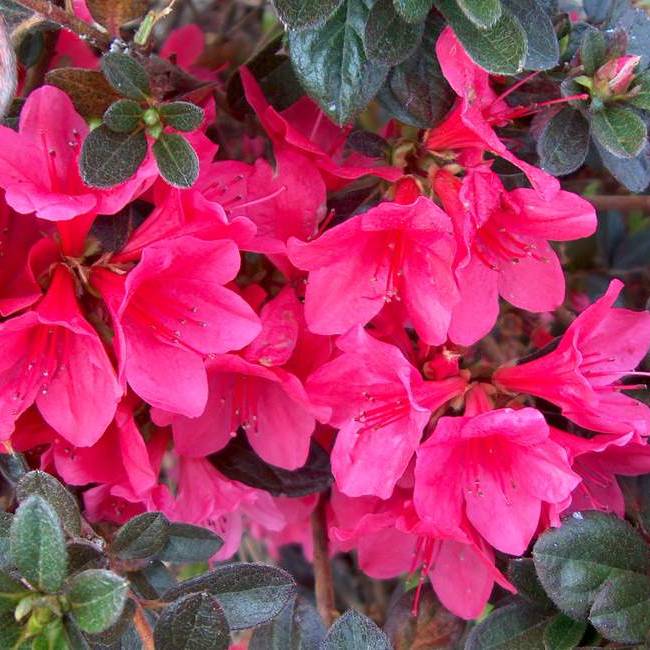Autumn Ruby