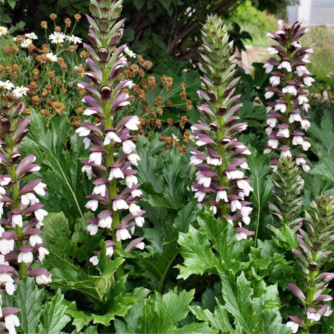 HARDY PLANTS TO SURVIVE AUSTRALIAN SUMMERS