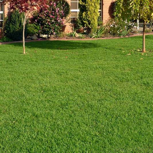 Lawn Types For Dry Climates